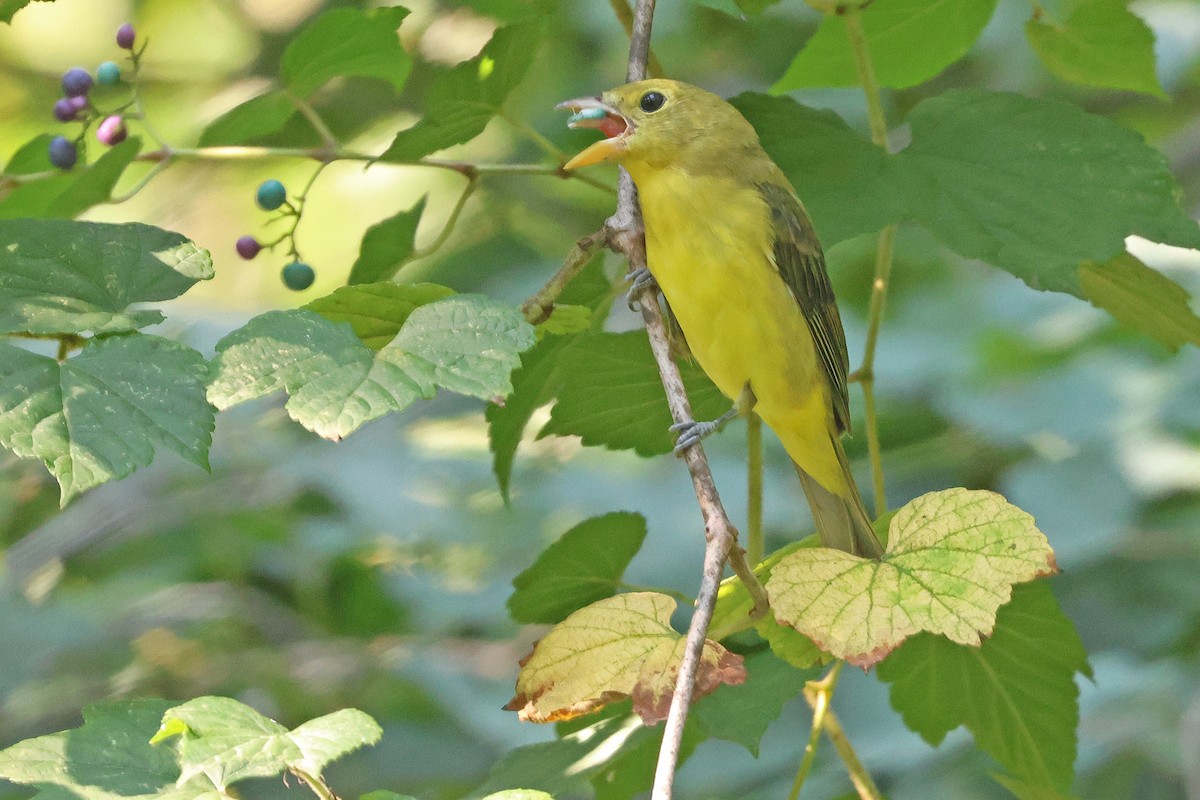 Scarlet Tanager - ML623922843