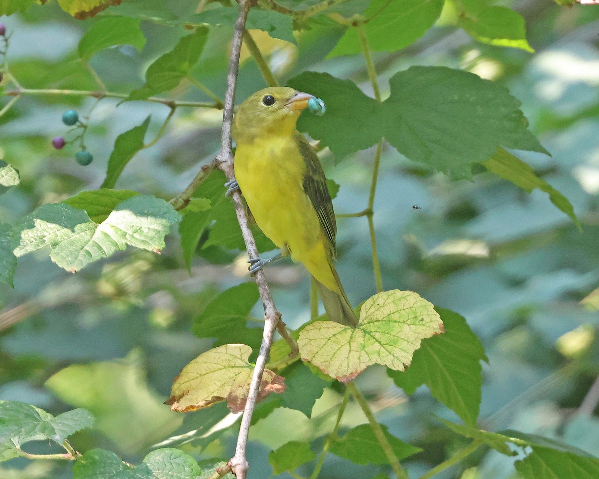 Scarlet Tanager - ML623922844