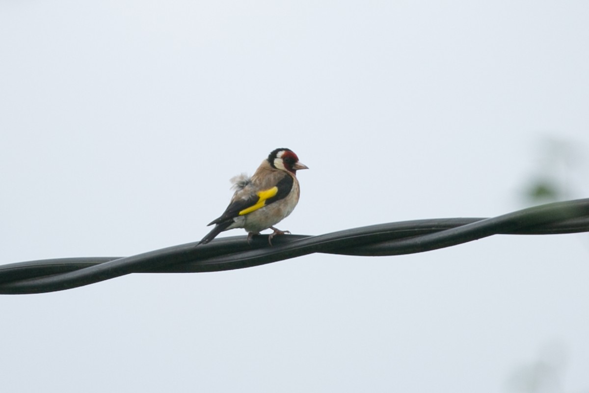 European Goldfinch - ML623922849