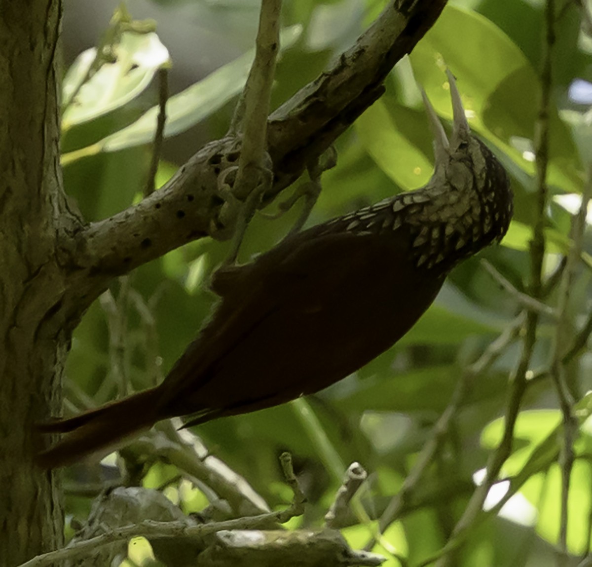 Straight-billed Woodcreeper - ML623922850