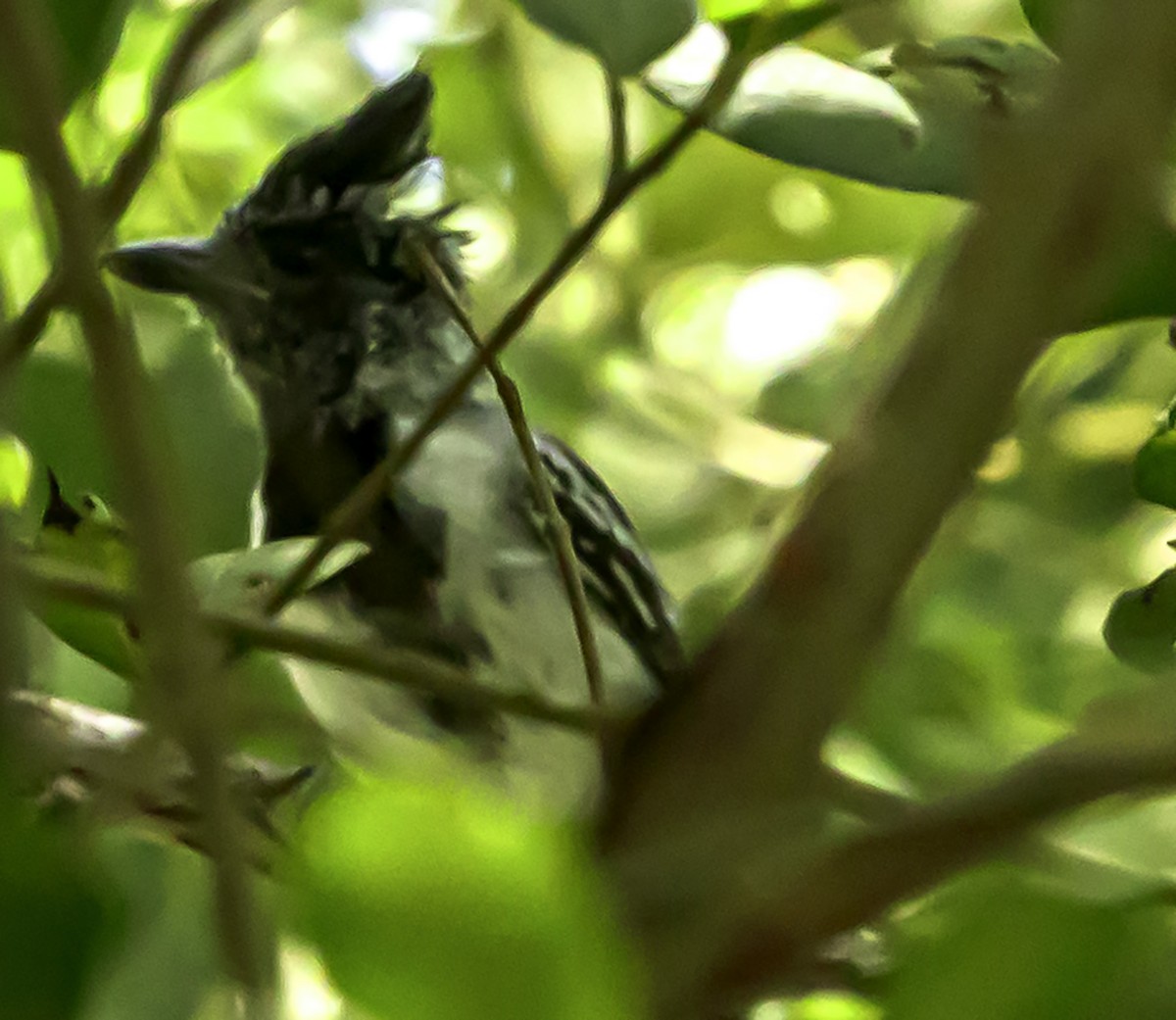 Black-crested Antshrike - ML623922851