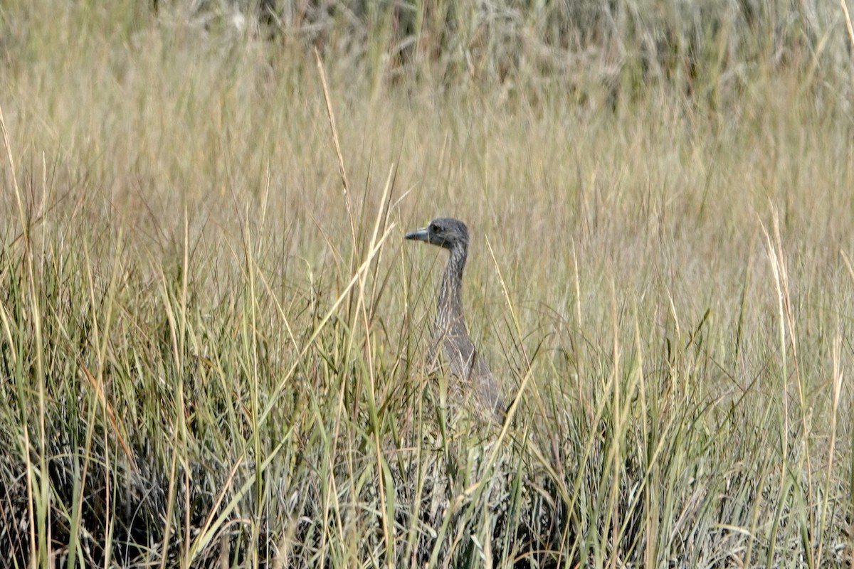 Yellow-crowned Night Heron - Alena Capek