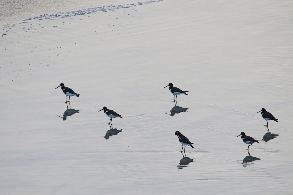 Eurasian Oystercatcher - ML623922866