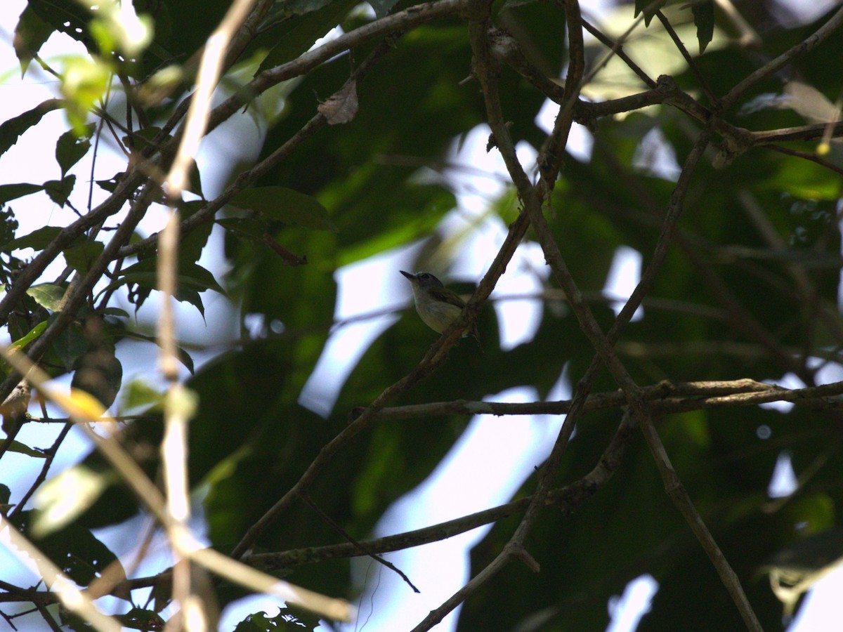 Black-capped Pygmy-Tyrant - ML623922868