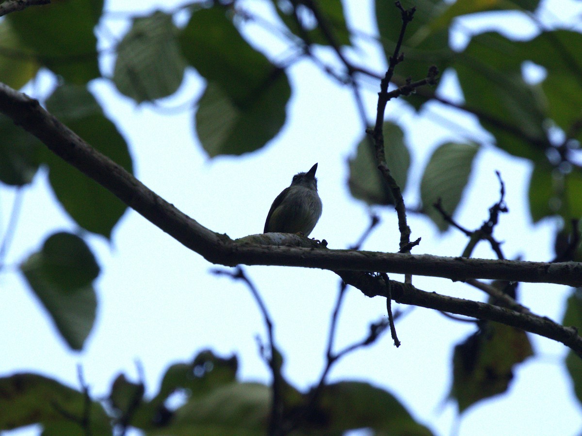 Black-capped Pygmy-Tyrant - ML623922869