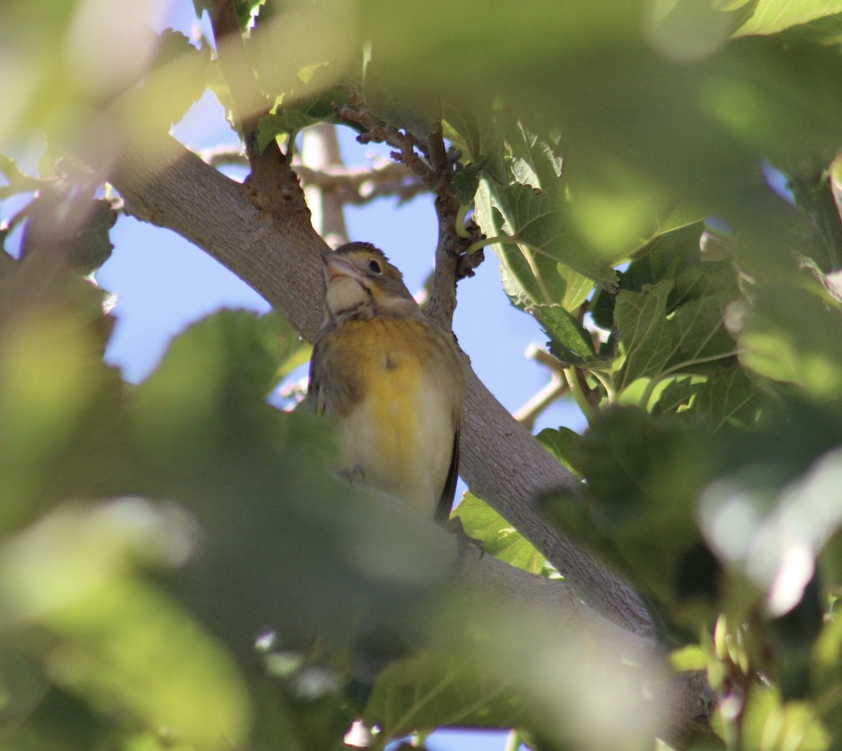 Dickcissel - ML623922881