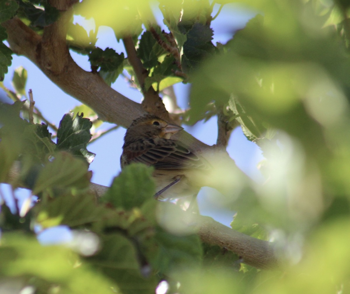 Dickcissel - ML623922882