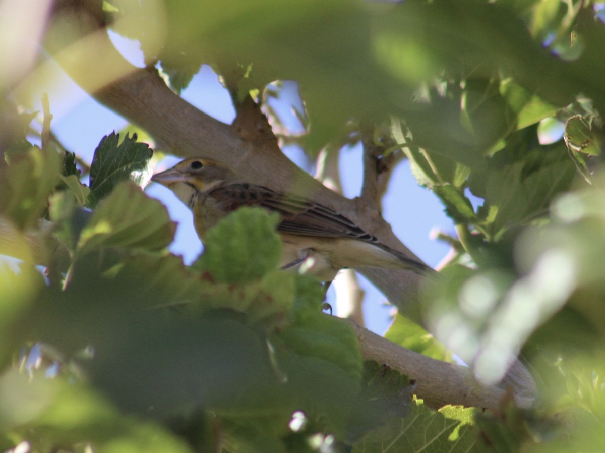 Dickcissel - ML623922883