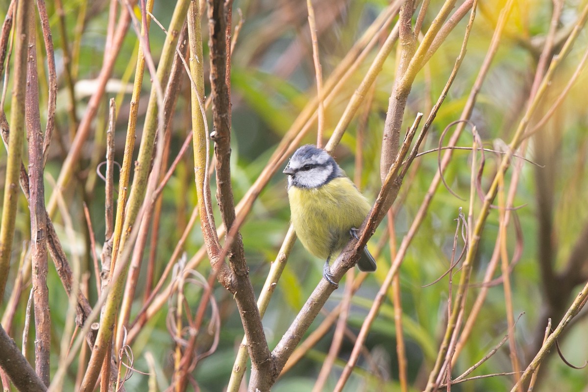 Eurasian Blue Tit - ML623922893