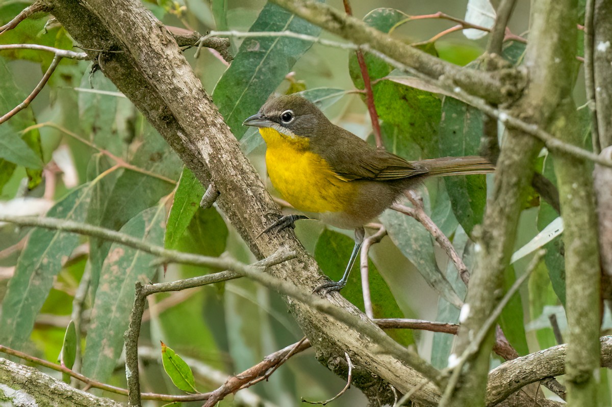 Yellow-breasted Chat - ML623922901