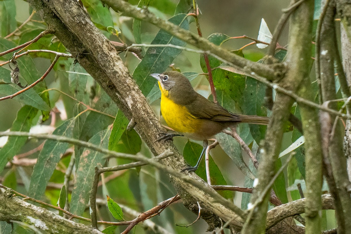 Yellow-breasted Chat - ML623922902