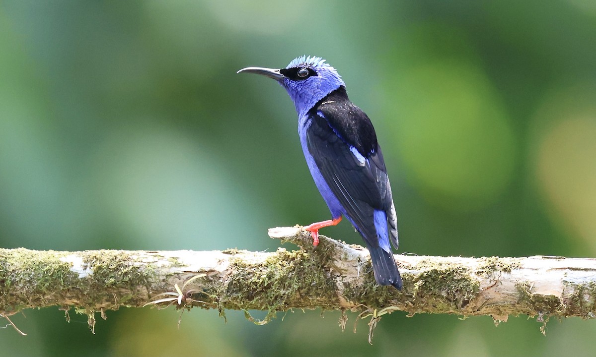 Red-legged Honeycreeper - ML623922911