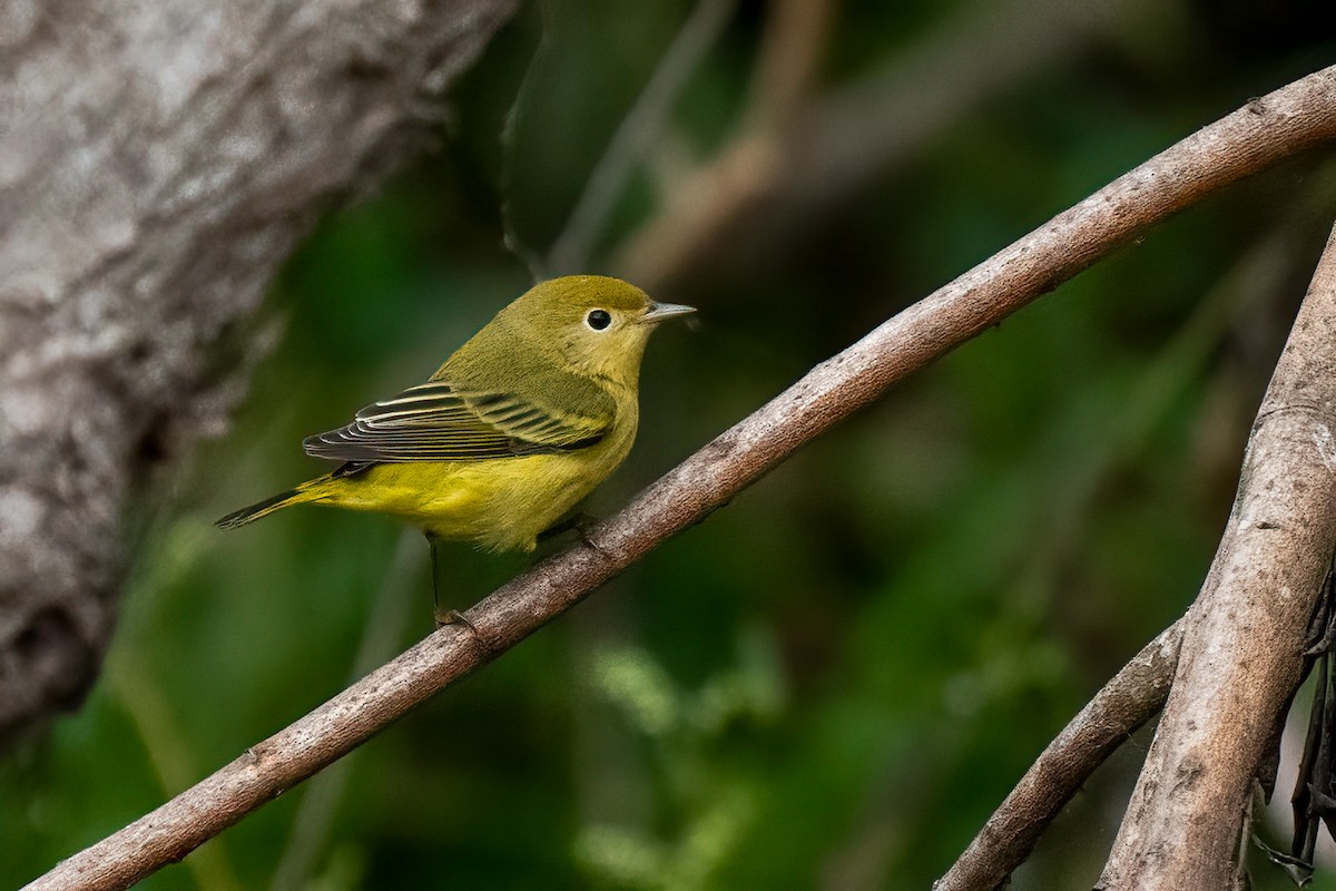 Yellow Warbler - ML623922917