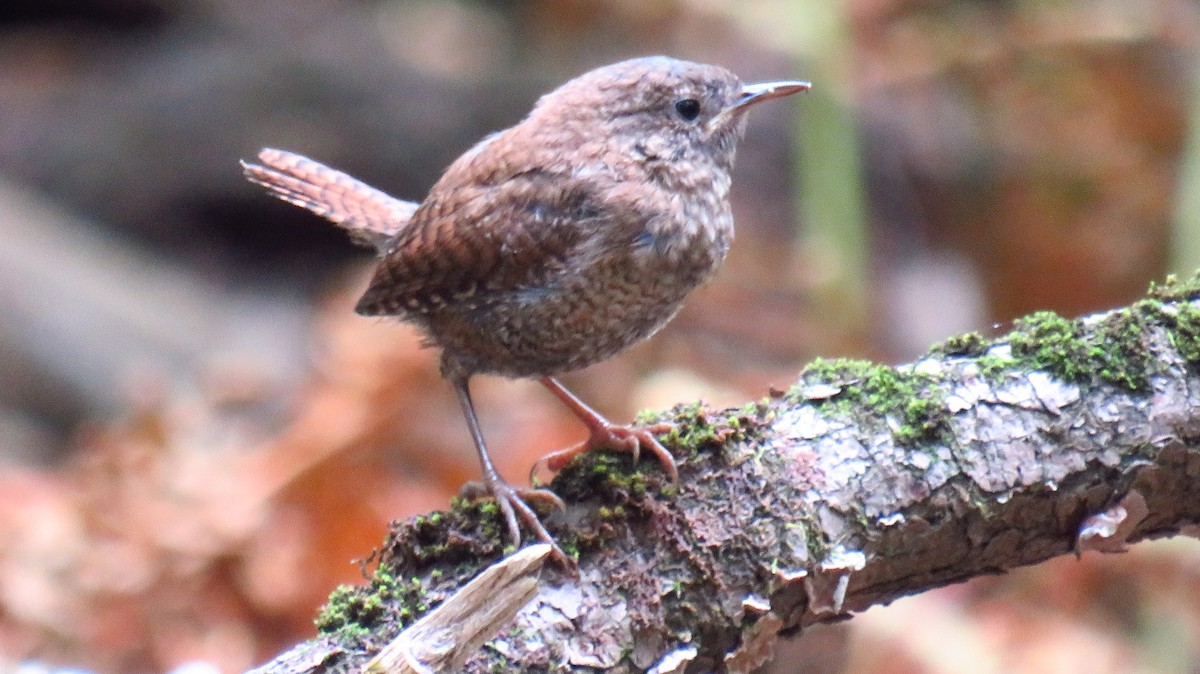 Winter Wren - Peter Fraser