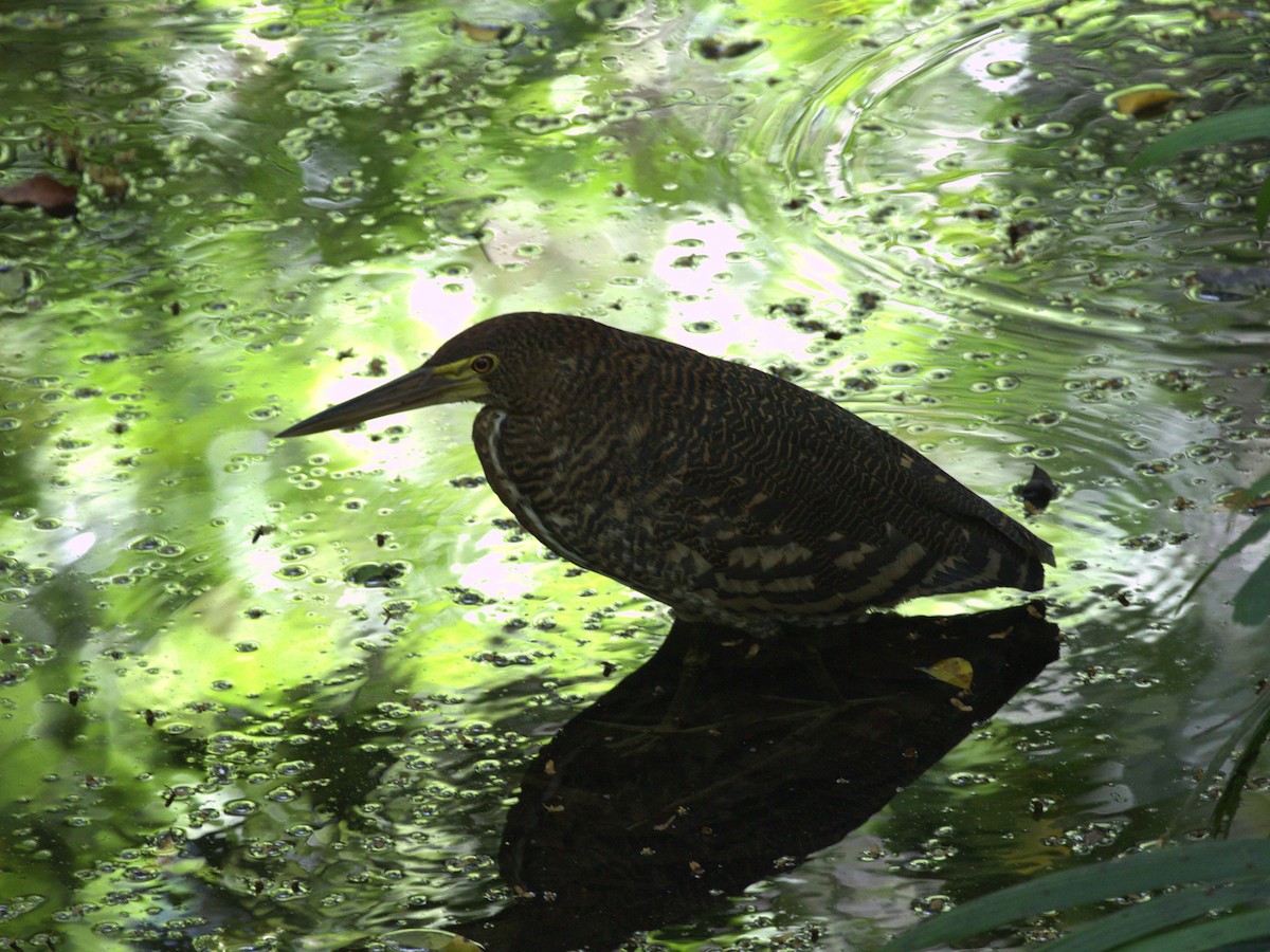 Rufescent Tiger-Heron - ML623922922