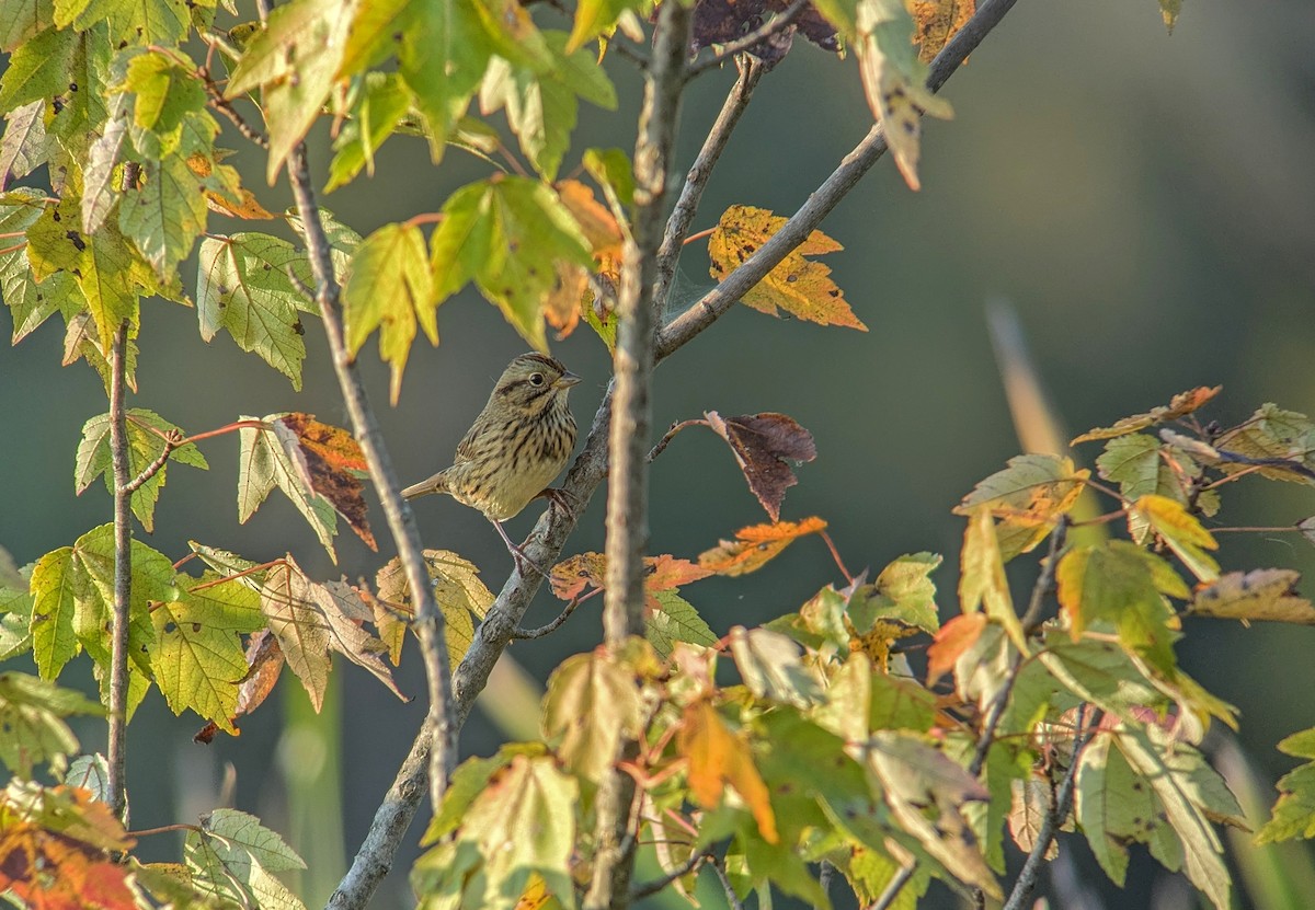 Lincoln's Sparrow - ML623922926