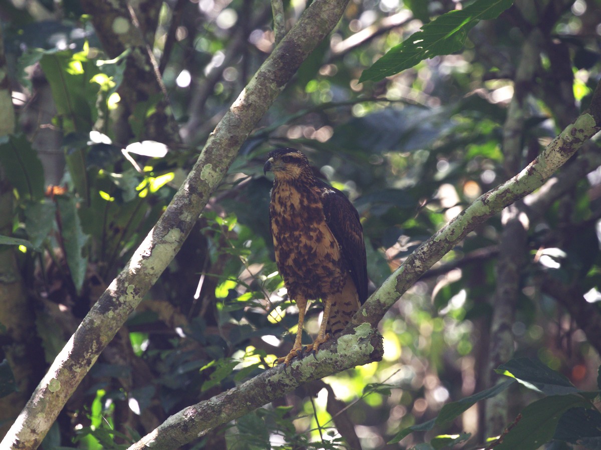 Great Black Hawk - ML623922946