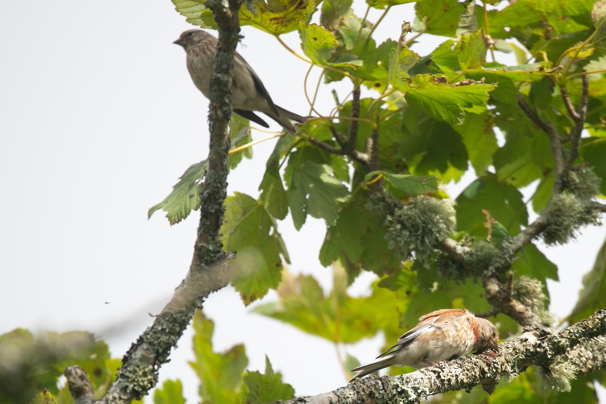 Eurasian Linnet - ML623922960