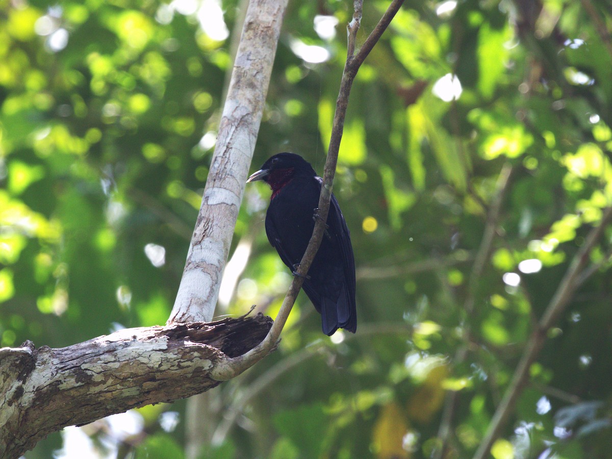 Purple-throated Fruitcrow - ML623922962