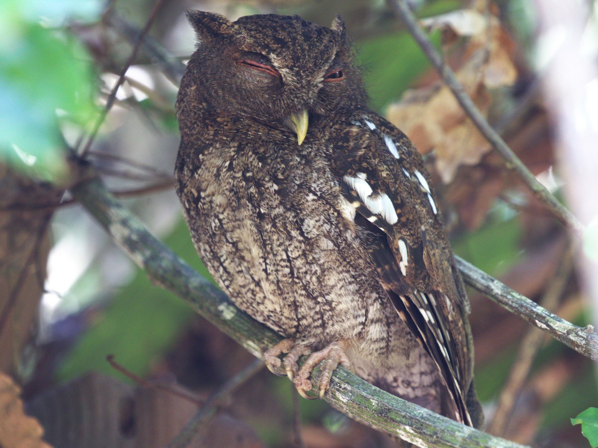 Choco Screech-Owl - ML623922983