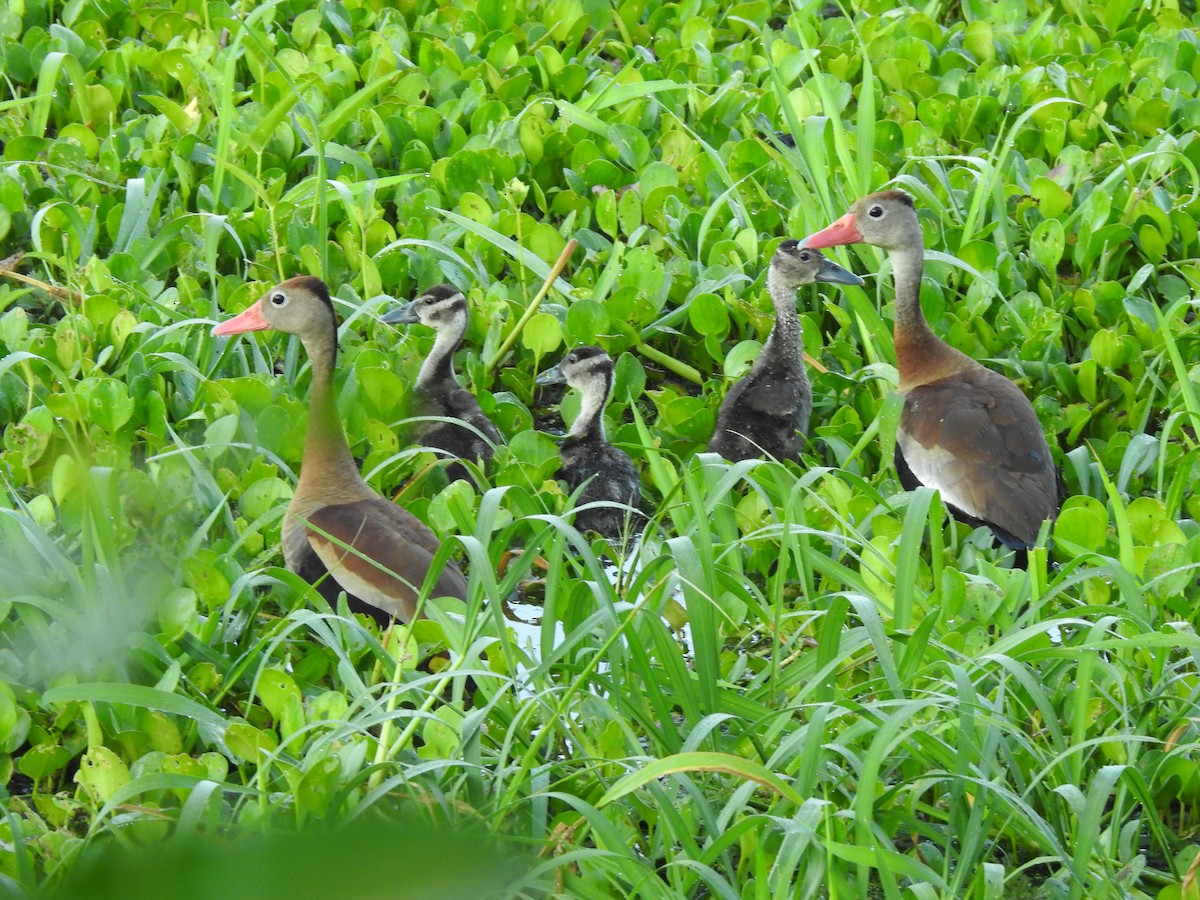 Black-bellied Whistling-Duck - ML623922986