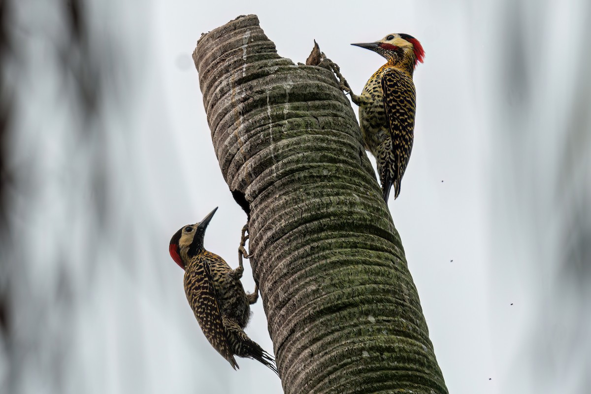 Green-barred Woodpecker - ML623923014