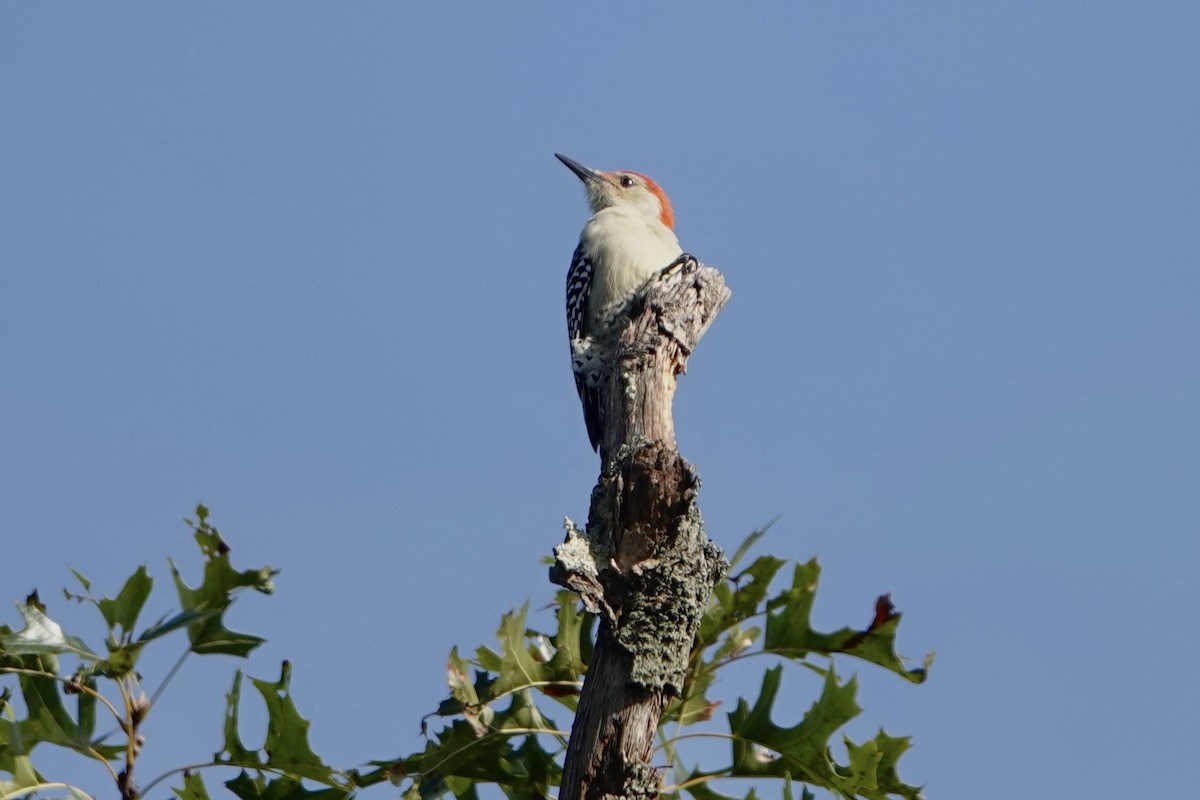 Red-bellied Woodpecker - ML623923024