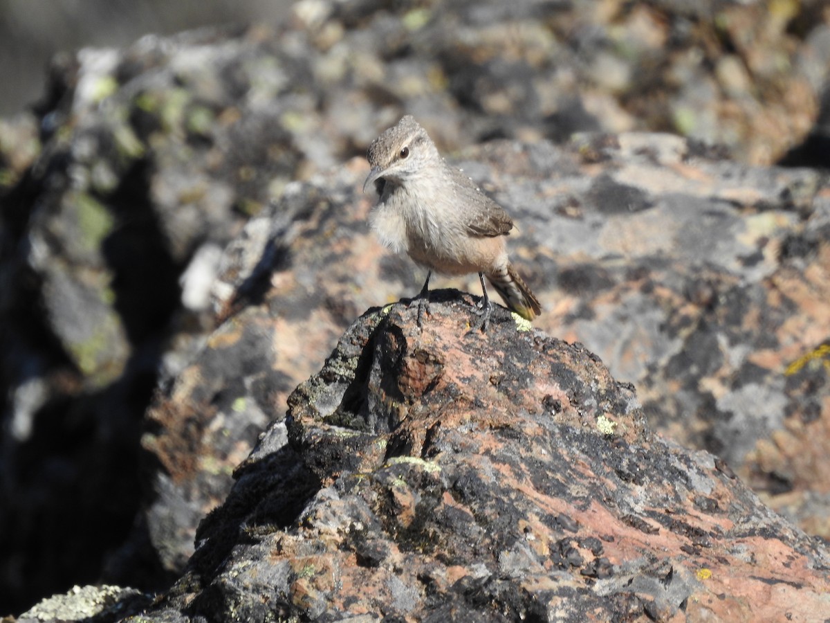 Rock Wren - ML623923042