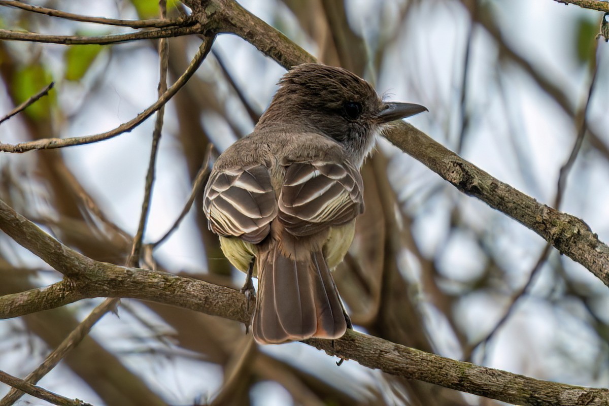 Swainson's Flycatcher - ML623923047