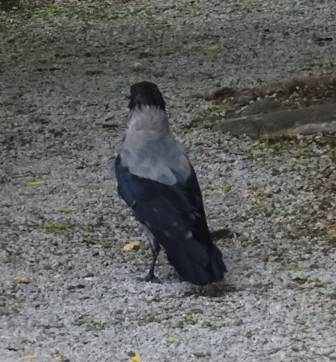 Hooded Crow (Hooded) - ML623923048