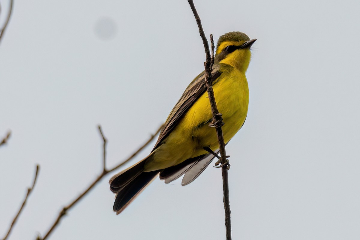 Yellow-browed Tyrant - Kurt Gaskill