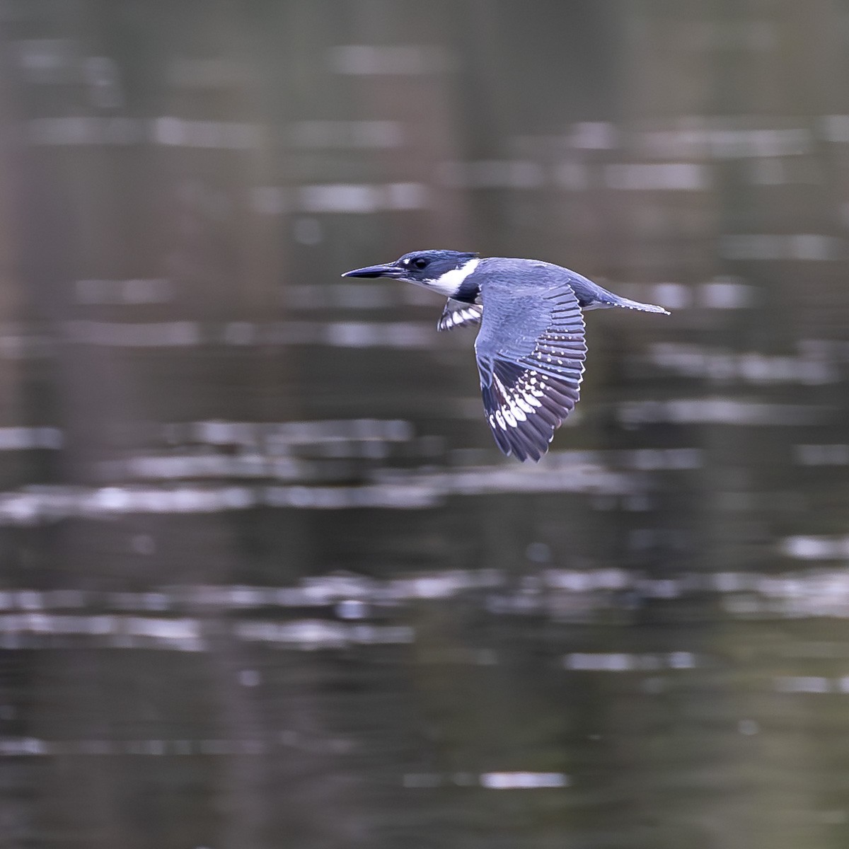 Belted Kingfisher - ML623923079