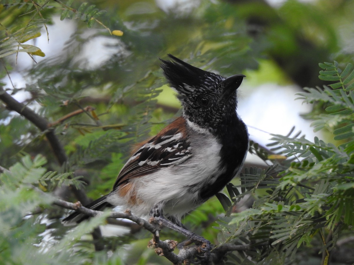 Black-crested Antshrike - Sergio Chaparro-Herrera