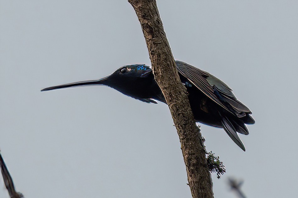 Colibrí de Barbijo - ML623923104