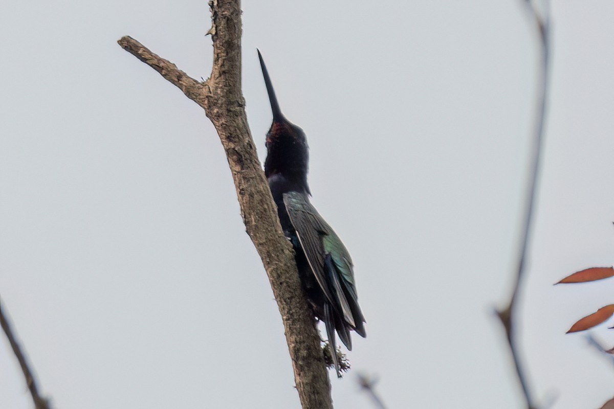 Colibrí de Barbijo - ML623923110