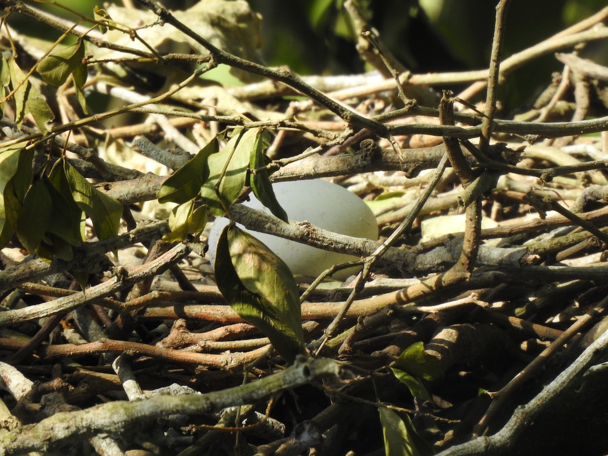 Rufescent Tiger-Heron - ML623923115