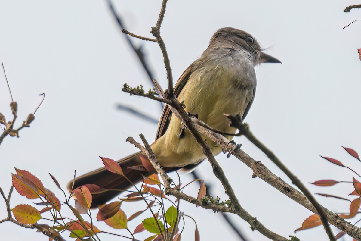 Swainson's Flycatcher - ML623923129