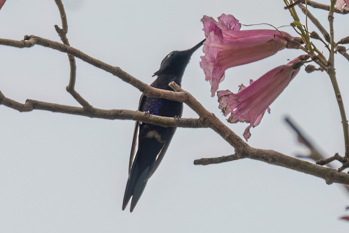 Blue-tufted Starthroat - Kurt Gaskill