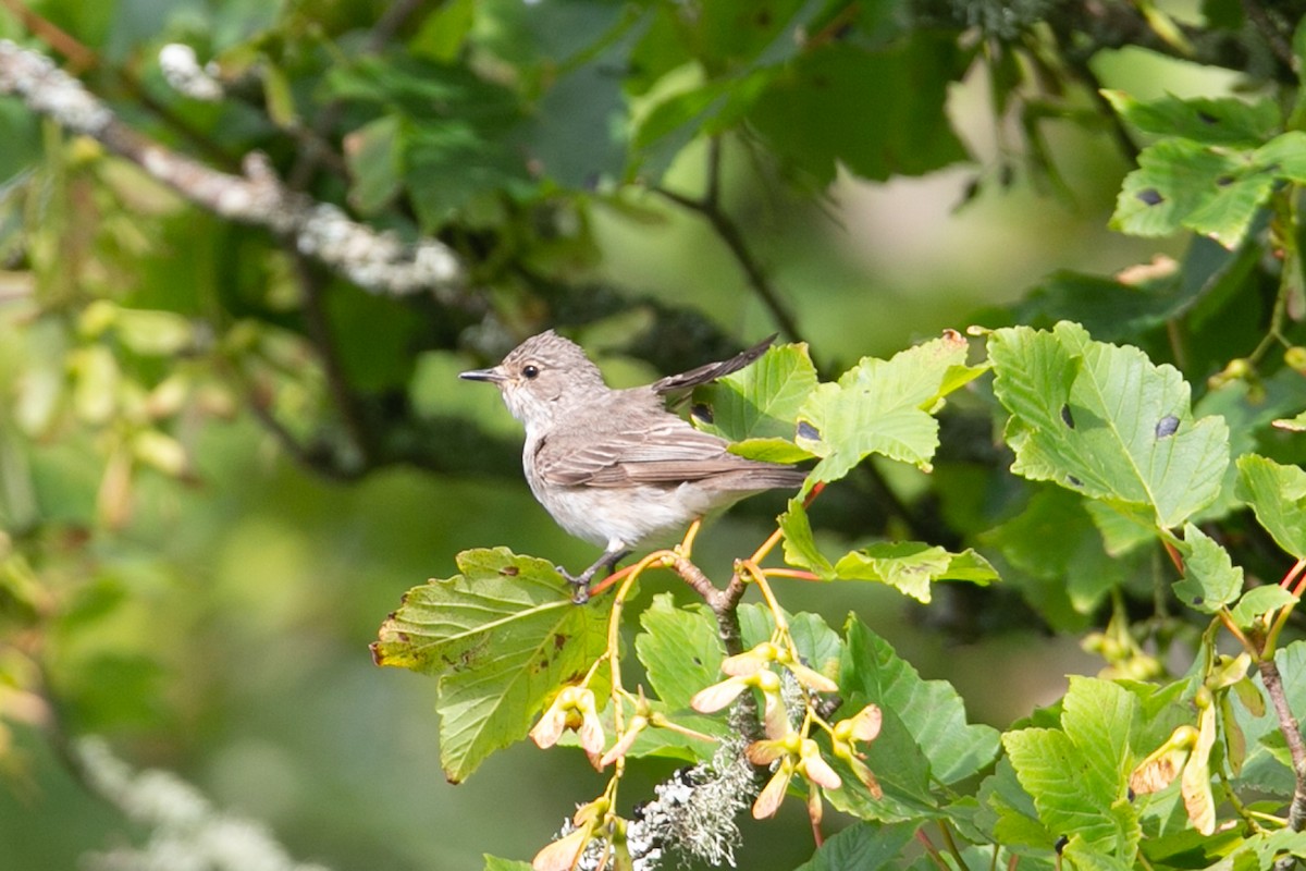 Spotted Flycatcher - ML623923139