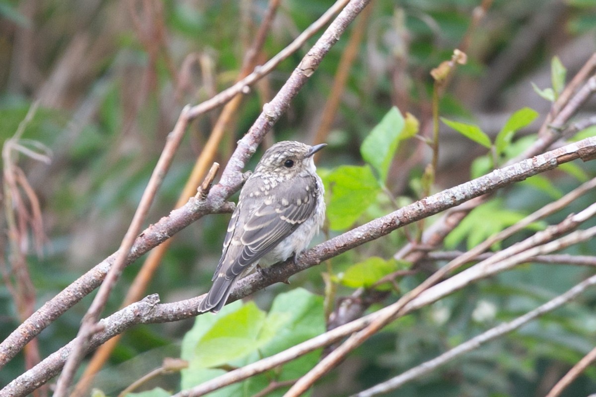 Spotted Flycatcher - ML623923141