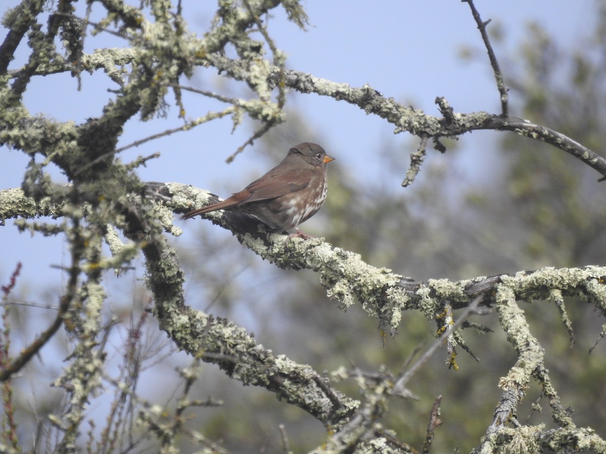 Fox Sparrow (Sooty) - Wenyi Zhou