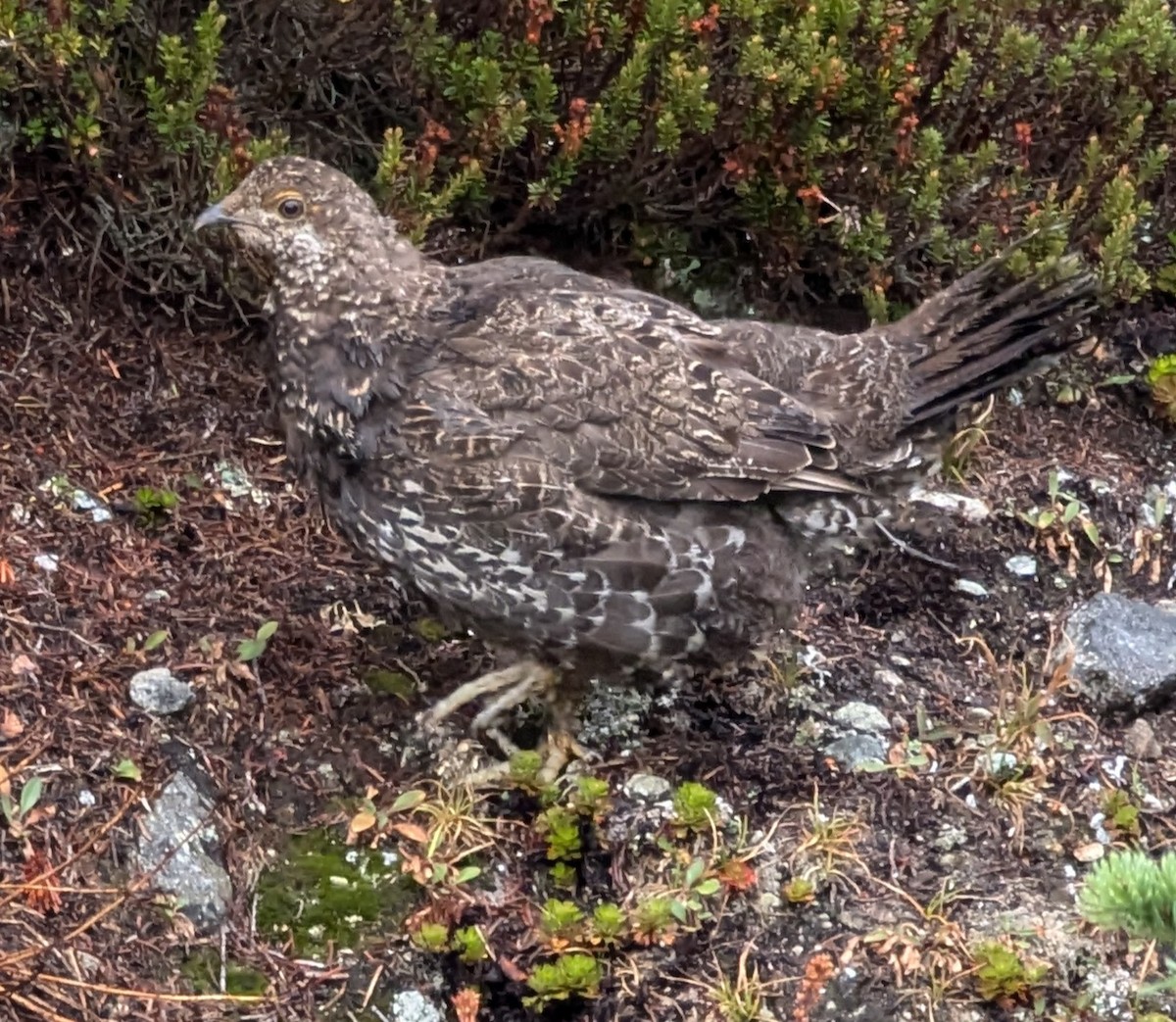 Sooty Grouse - ML623923160