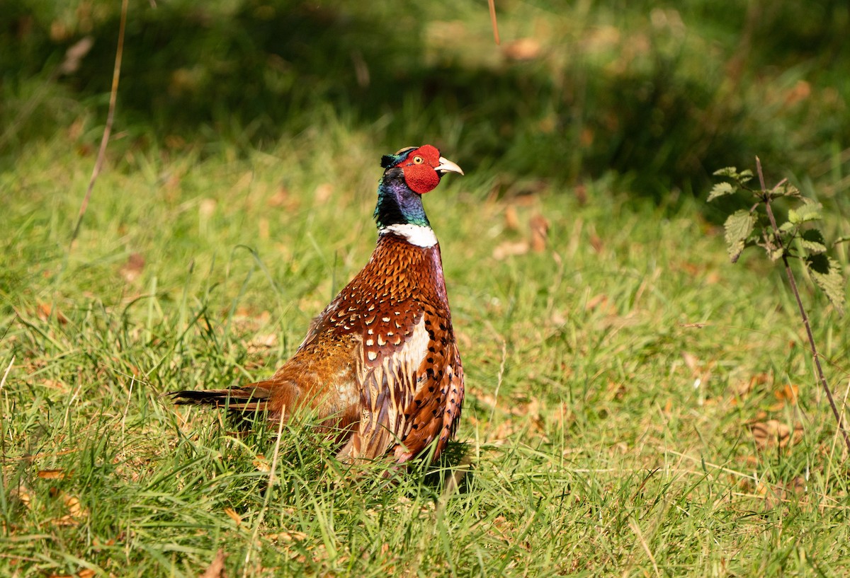 Ring-necked Pheasant - ML623923161