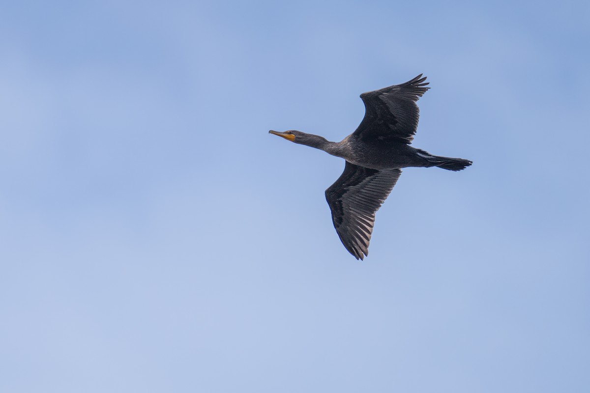 Double-crested Cormorant - ML623923165