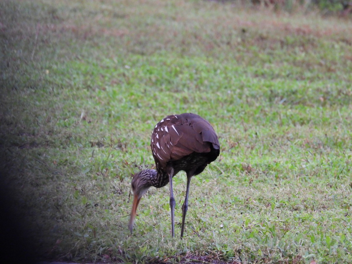 Limpkin - Denise Rychlik