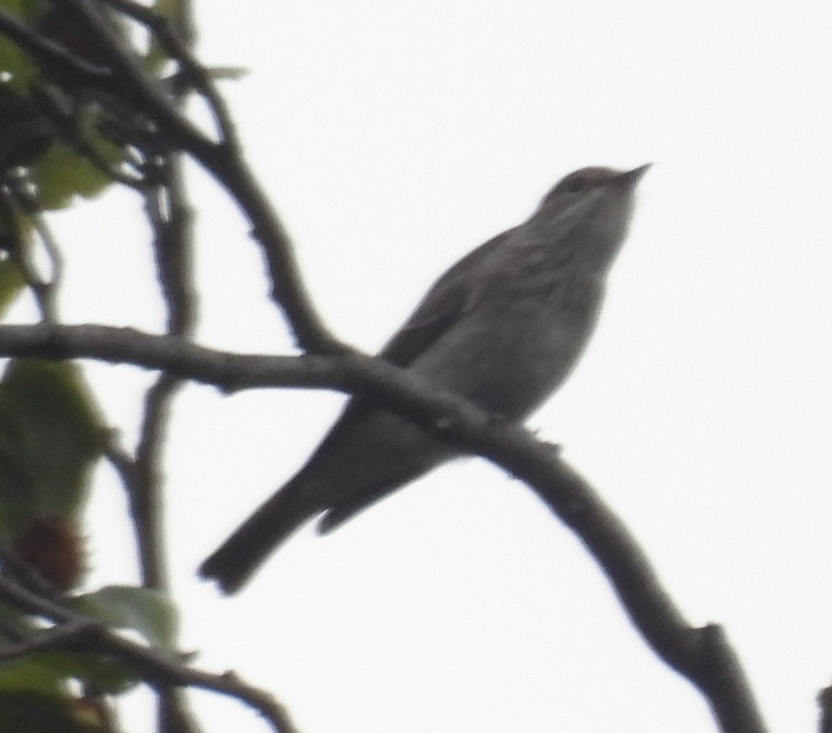 Spotted Flycatcher (Spotted) - ML623923179