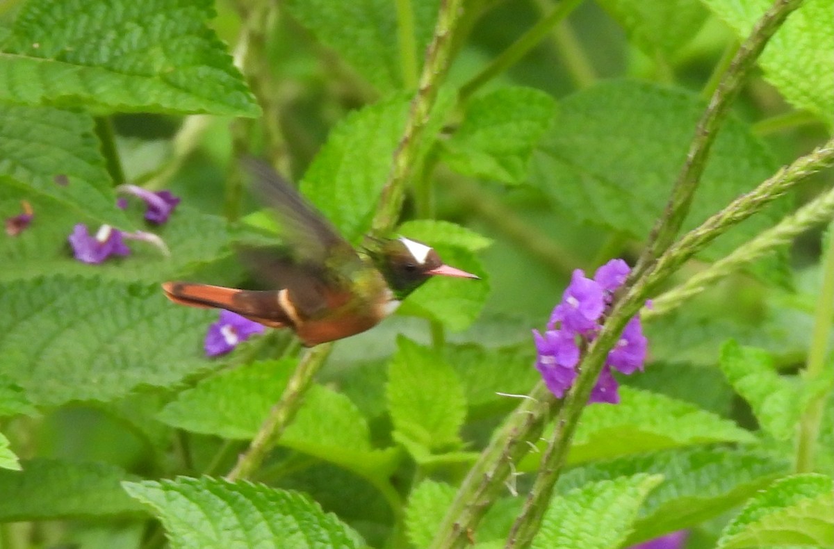 White-crested Coquette - Karen Goodger