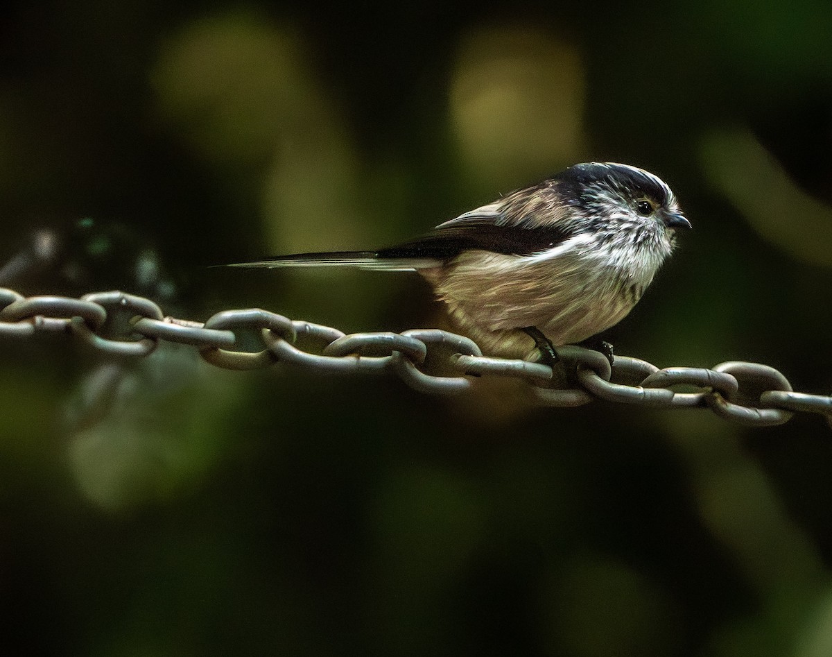 Long-tailed Tit - Chris Firth