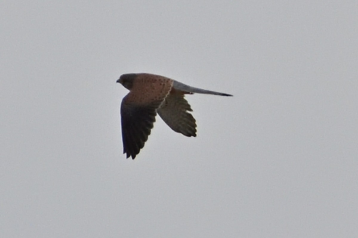 Eurasian Kestrel - Mu Sano