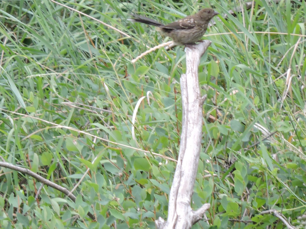 Spotted Towhee - ML623923206